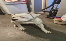 American Bulldog dogs for sale: American bulldog  - Image 3