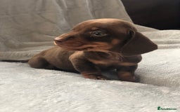 Miniature Dachshund dogs for sale: Miniature dachshund  - Advert 1
