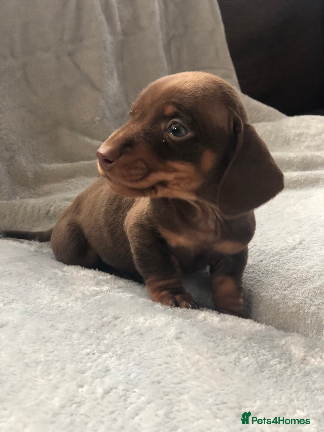 Miniature Dachshund dogs for sale: Miniature dachshund  - Advert 1