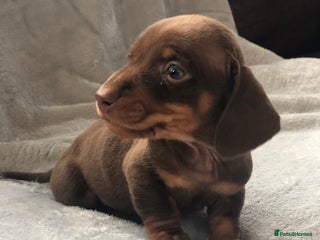 Miniature Dachshund dogs Miniature dachshund - Advert 11