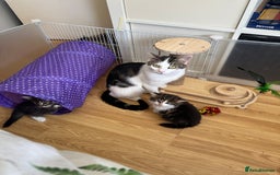 British Longhair cats for sale: Ready Now!! Beautiful BLH Kittens 💜🐾 - Image 22