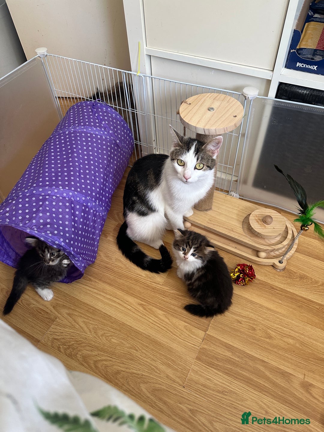 British Longhair cats for sale: Ready Now!! Beautiful BLH Kittens 💜🐾 - Image 22