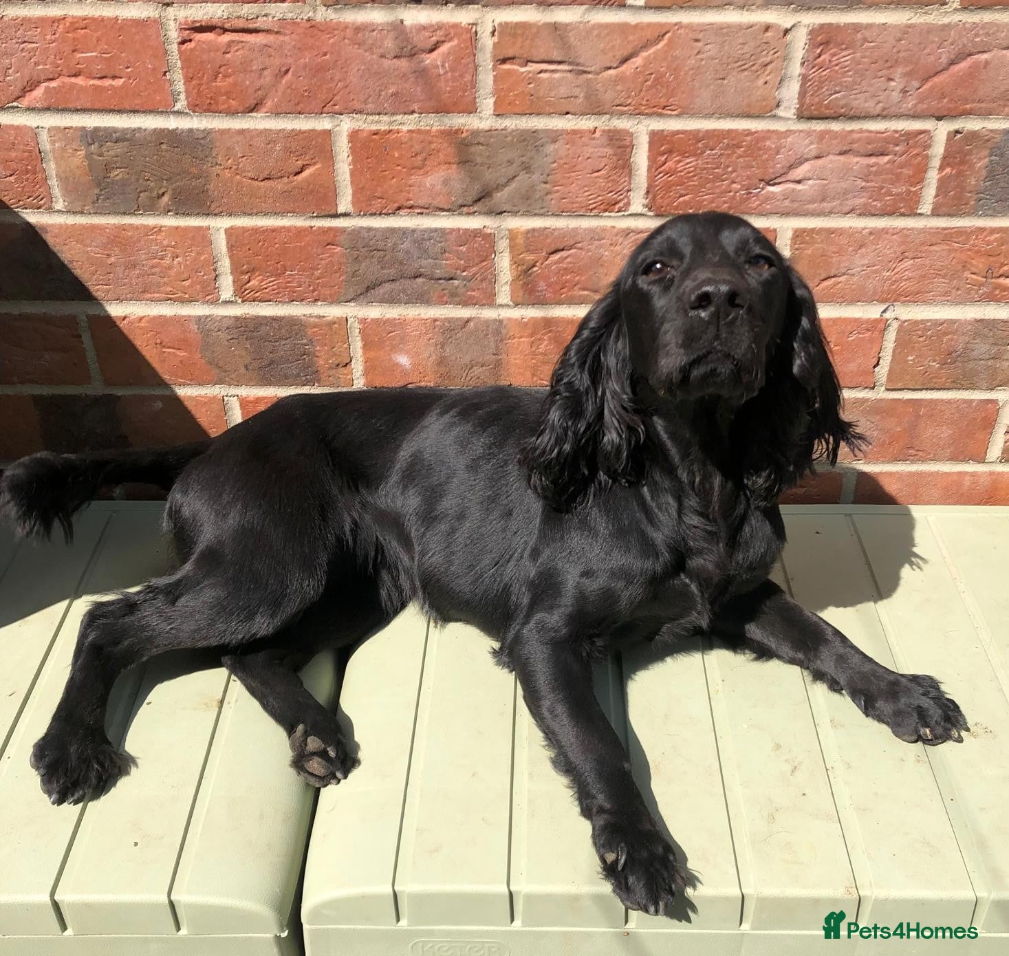 Cocker Spaniel dogs 1 Male Cocker Spaniel for sale - Advert 1