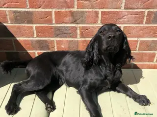 Cocker Spaniel dogs 1 Male Cocker Spaniel for sale - Advert 1