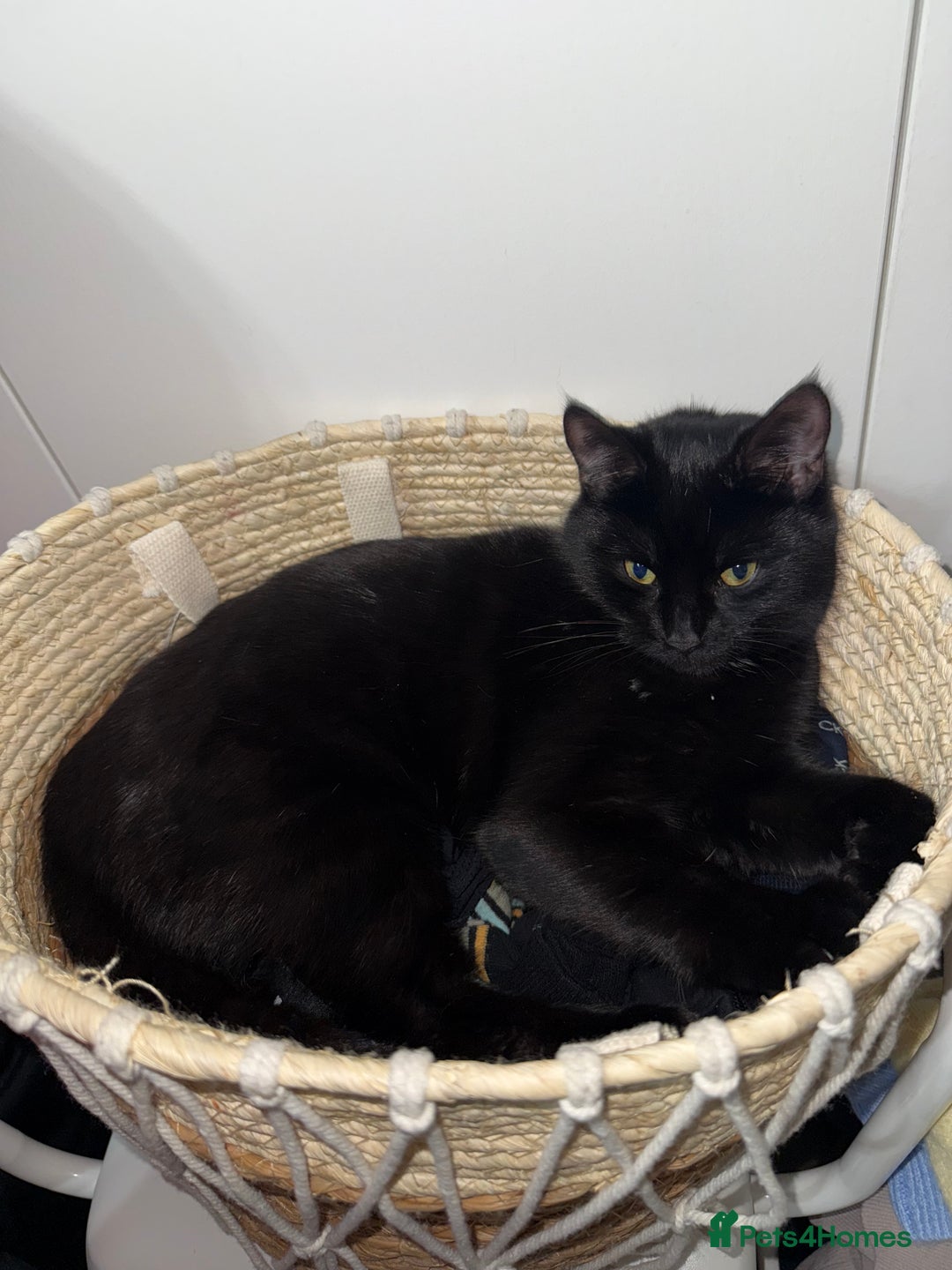 Mixed Breed cats for sale: 1 male 2 females  - Image 7