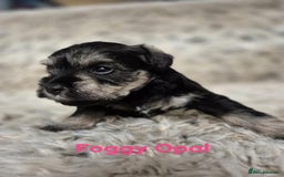 Miniature Schnauzer dogs for sale: Adorable KC Reg Miniature Schnauzer Puppies - Image 7