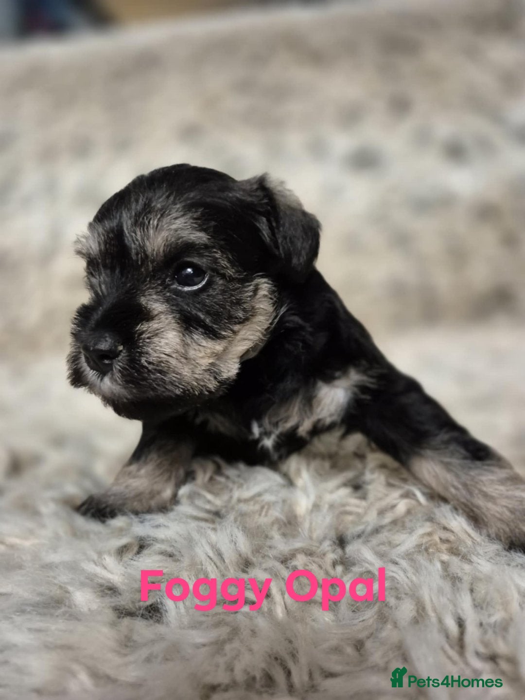 Miniature Schnauzer dogs for sale: Adorable KC Reg Miniature Schnauzer Puppies - Image 7