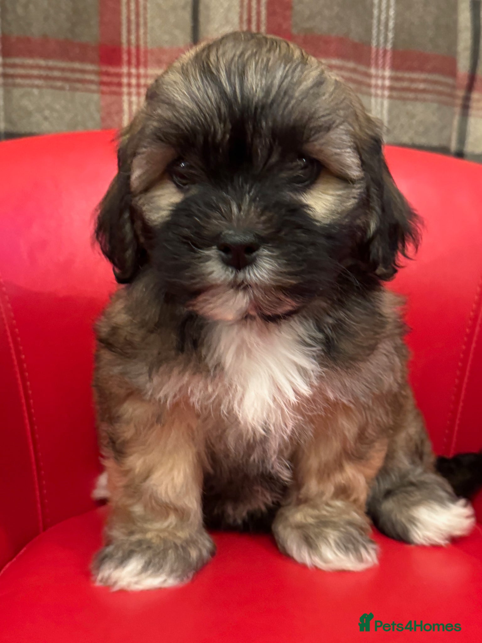 Mixed Breed dogs Beautiful Lhasa-Chon puppies. - Advert 1