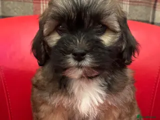 Mixed Breed dogs for sale: Beautiful Lhasa-Chon puppies. - Advert 3