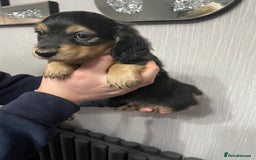 Miniature Dachshund dogs for sale: Black & Cream Long Haired Miniature - Image 3