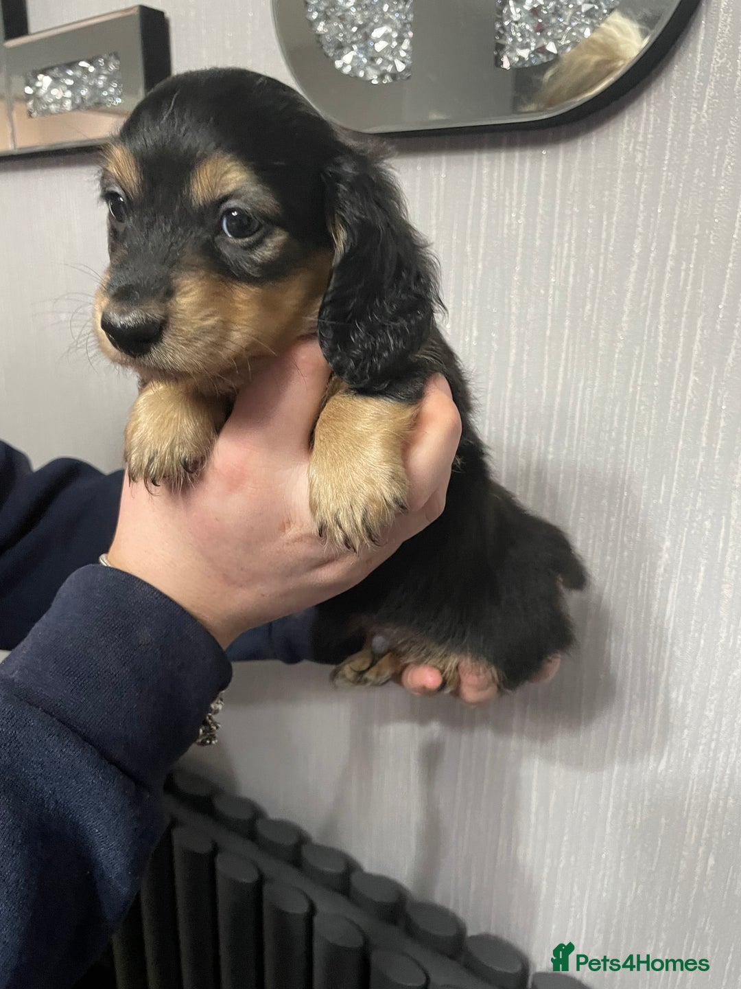 Miniature Dachshund dogs for sale: Black & Cream Long Haired Miniature - Image 3