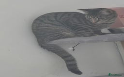 Mixed Breed cats for sale: Meet Maggie bengal mix - Image 4