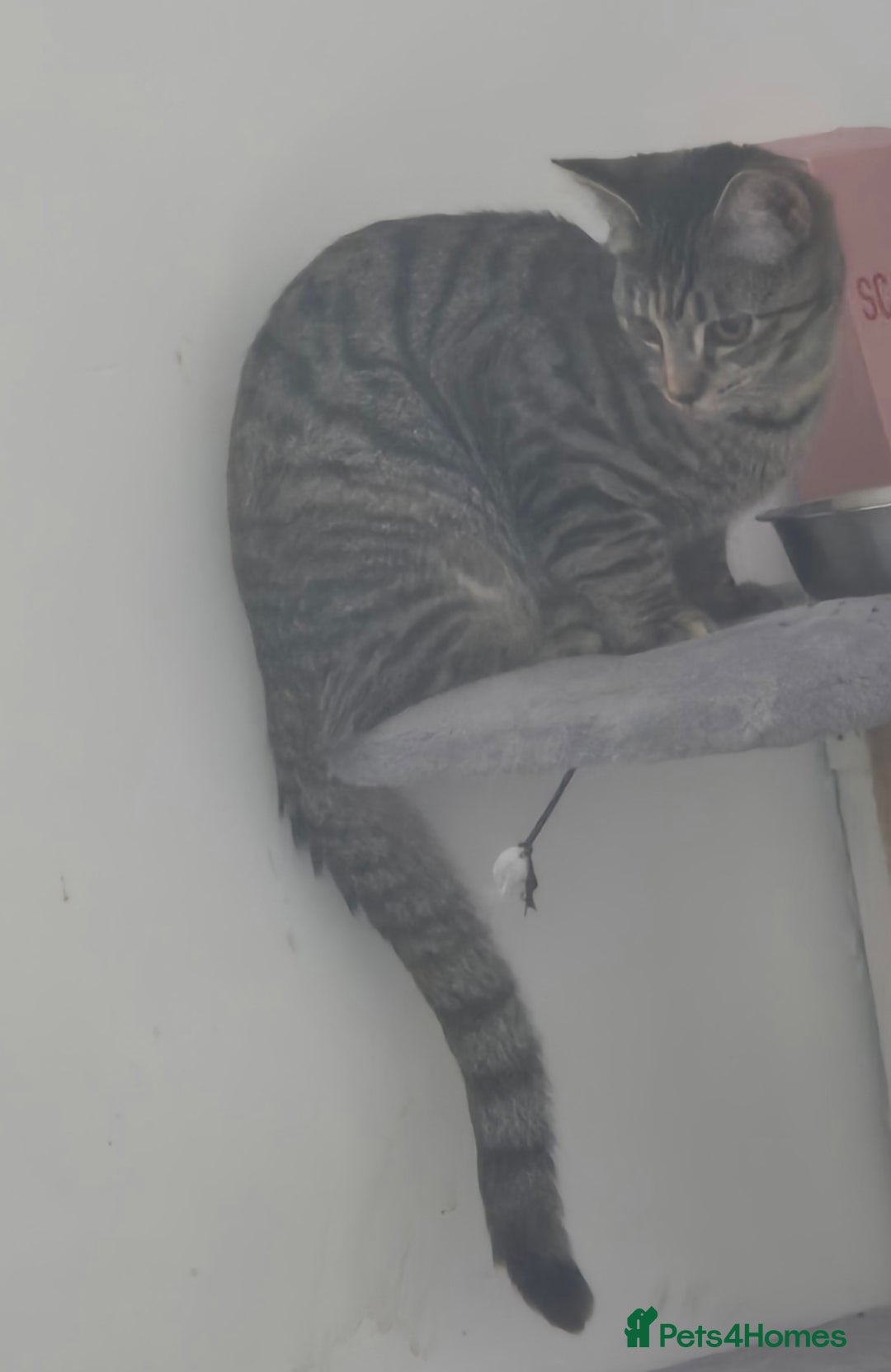 Mixed Breed cats for sale: Meet Maggie bengal mix - Image 4