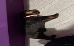 Rottweiler dogs for sale: Beautiful Purebred Rottweiler Puppy - Image 15