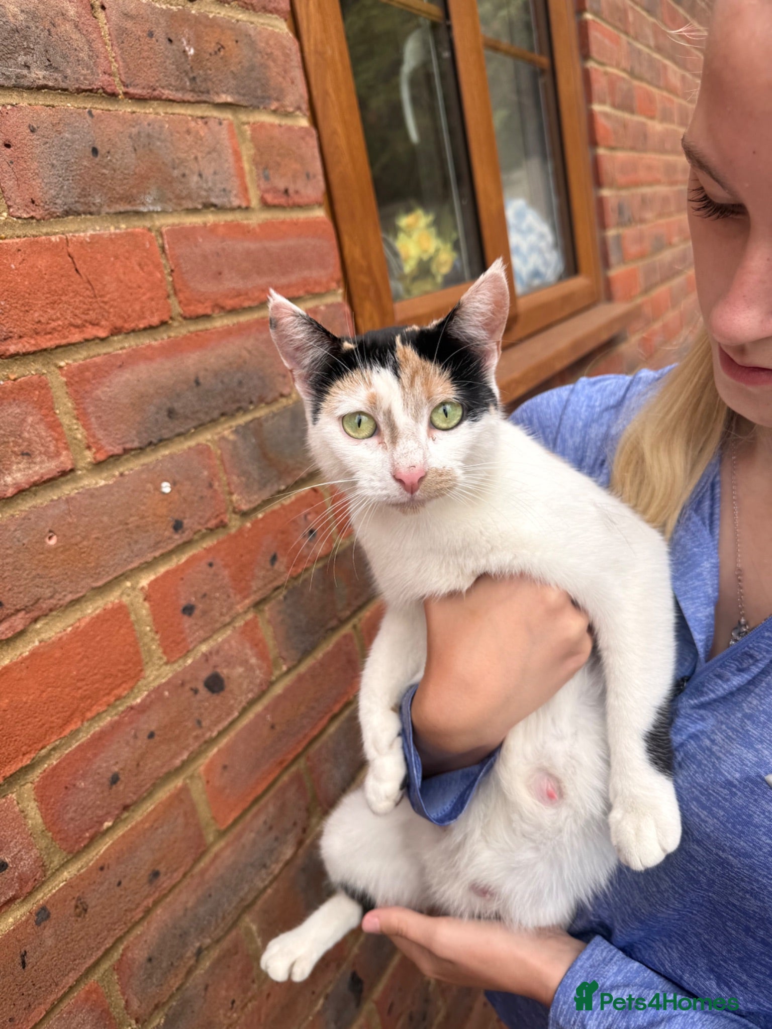Mixed Breed cats Mixed breed kittens looking for a forever home  - Advert 10
