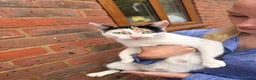 Mixed Breed cats for sale: Mixed breed kittens looking for a forever home  - Advert 1