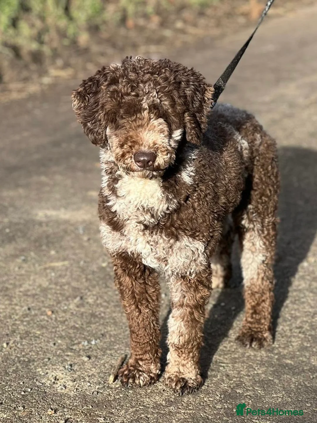 Miniature Poodle dogs for stud: Chocolate Merle Miniature Poodle Fully DNA Tested in Radstock - Advert 35