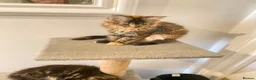 Maine Coon cats for sale: Stunning main coons tica registered  - Advert 2