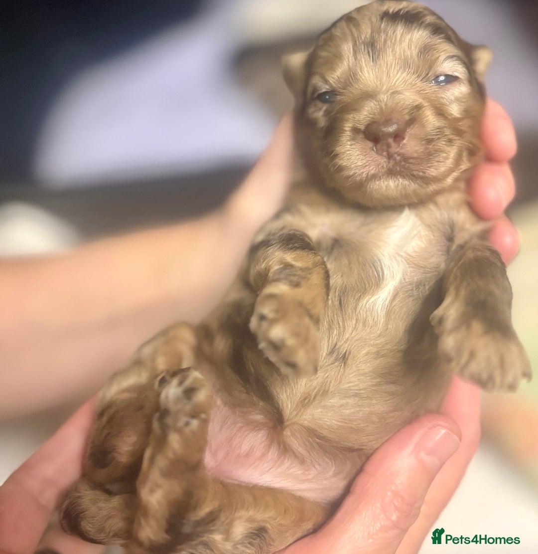 Miniature Poodle dogs for stud: Proven chocolate phantom merle mini poodle stud - Advert 5