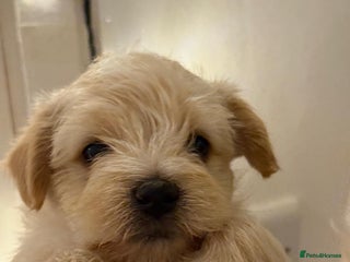 Mixed Breed dogs 🐾 Adorable Puppies Ready for Forever Homes 🐾 - Advert 2