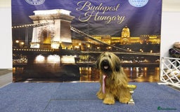 Briard dogs for sale: Top-Class Pedigree Briard Puppies - Image 17