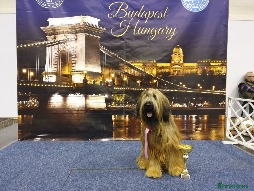 Briard dogs for sale: Top-Class Pedigree Briard Puppies - Image 17