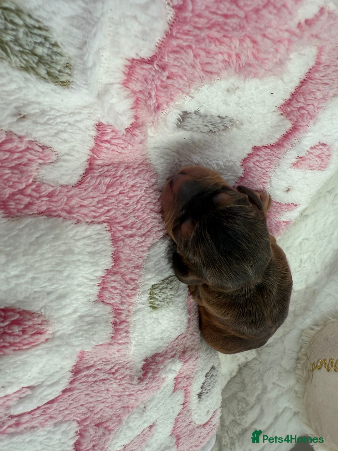 Cockapoo dogs for sale: Ready Dec 20th. Fully dna & health tested clear - Image 13