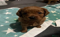 Cavapoo dogs for sale: Playful, affectionate, red Cavapoo puppies  - Image 24