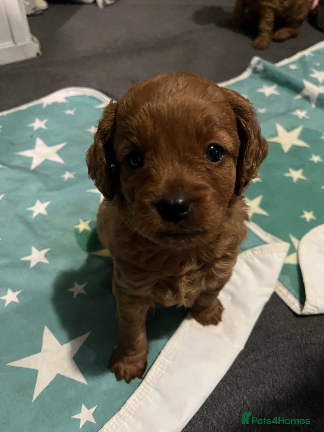 Cavapoo dogs for sale: Playful, affectionate, red Cavapoo puppies  - Image 24