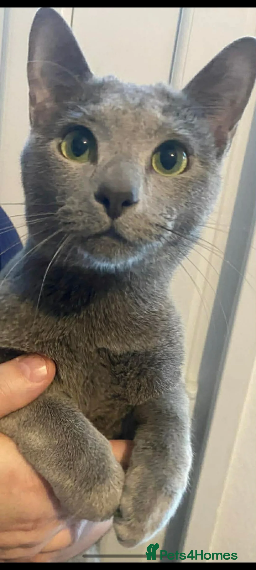 Russian Blue cats for sale: Russian blue acctive  - Advert 3