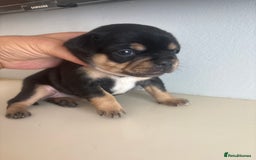 Mixed Breed dogs for sale: French billhuahua - Image 30