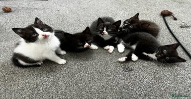 British Shorthair cats - Advert 2