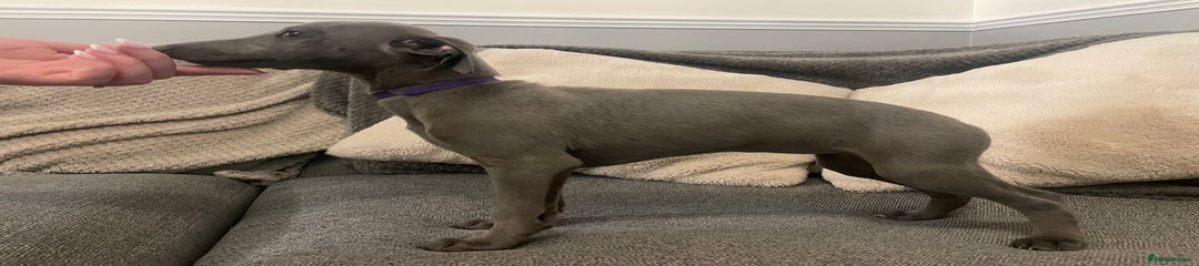 Whippet Puppy 3