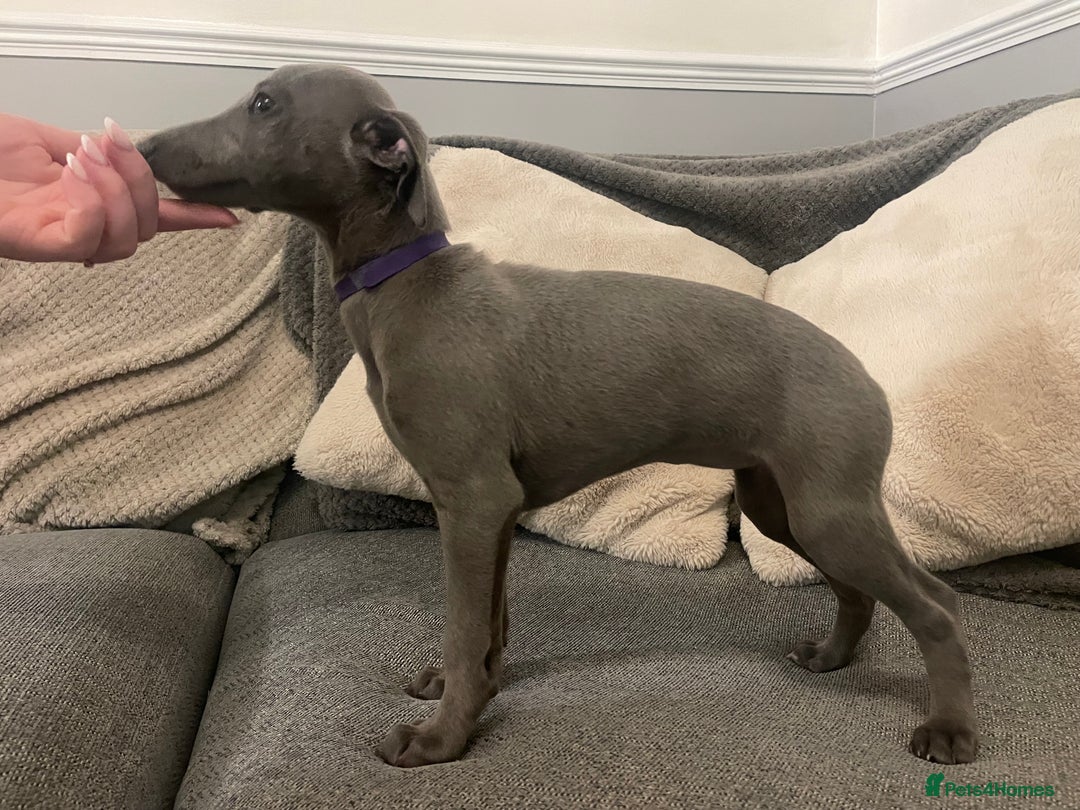 Whippet dogs for sale: ⭐️ Beautifully bred whippet pups ⭐️ - Image 4