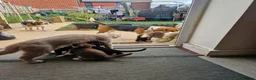 Beagle dogs for sale: Pair of beagle dogs for rehoming. - Advert 3
