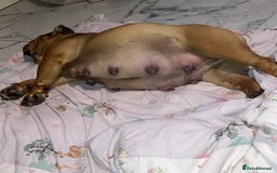 English Bulldog dogs for sale: Litter of 8  - Image 22