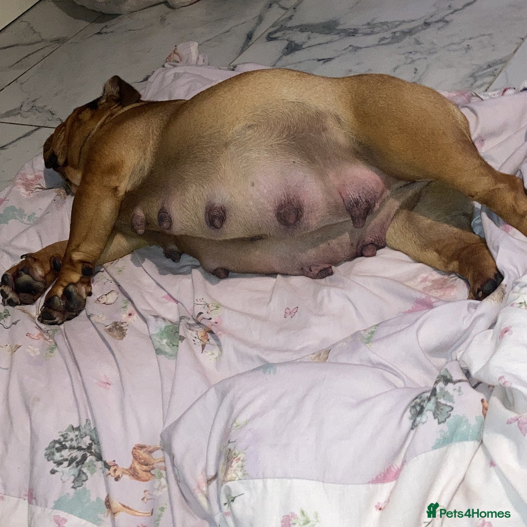 English Bulldog dogs for sale: Litter of 8  - Image 22