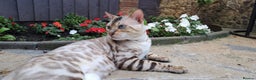 Bengal cats for stud: AMAZING SNOW LYNX STUD BENGAL TICA reg  in Harlow - Advert 12