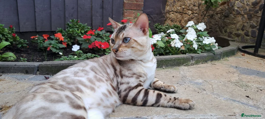 Bengal cats for stud: AMAZING SNOW LYNX STUD BENGAL TICA reg  in Harlow - Advert 12