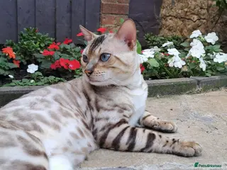 Bengal cats AMAZING SNOW LYNX STUD BENGAL TICA reg - Advert 11
