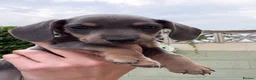 Dachshund dogs for sale: Dachshund puppies  - Advert 13