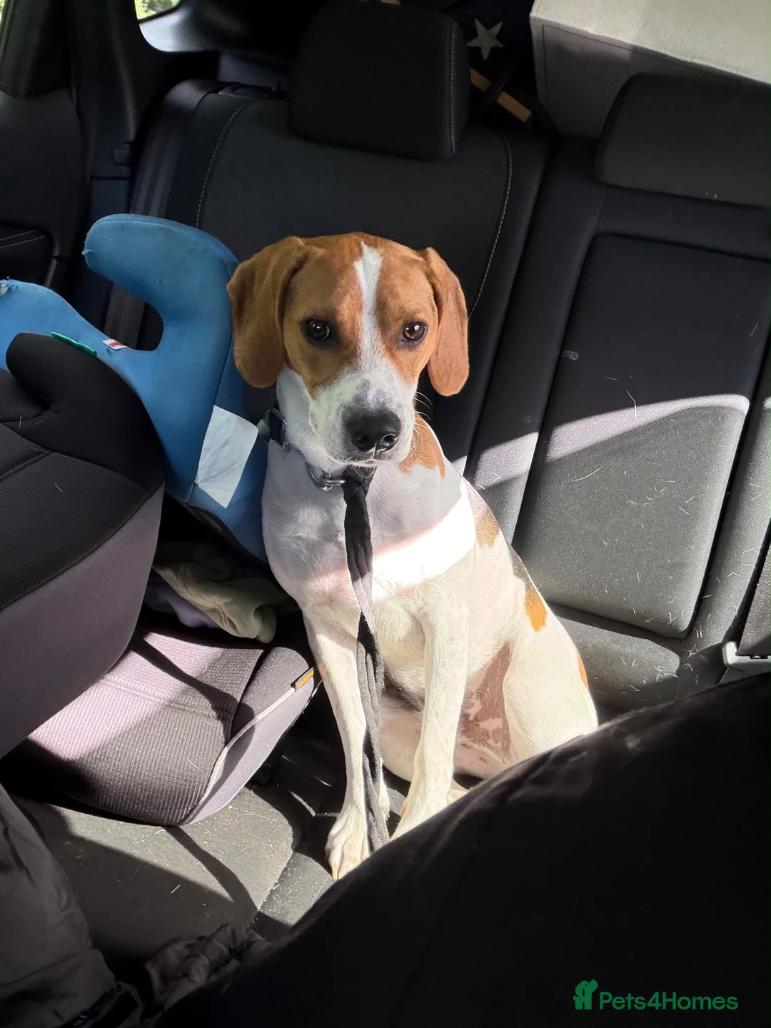 Mixed Breed dogs for sale: Rocky - Male Beagle in Manchester - Advert 4