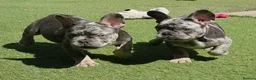 French Bulldog dogs for sale: REDUCED Stunning French Bulldog Pups  - Advert 12