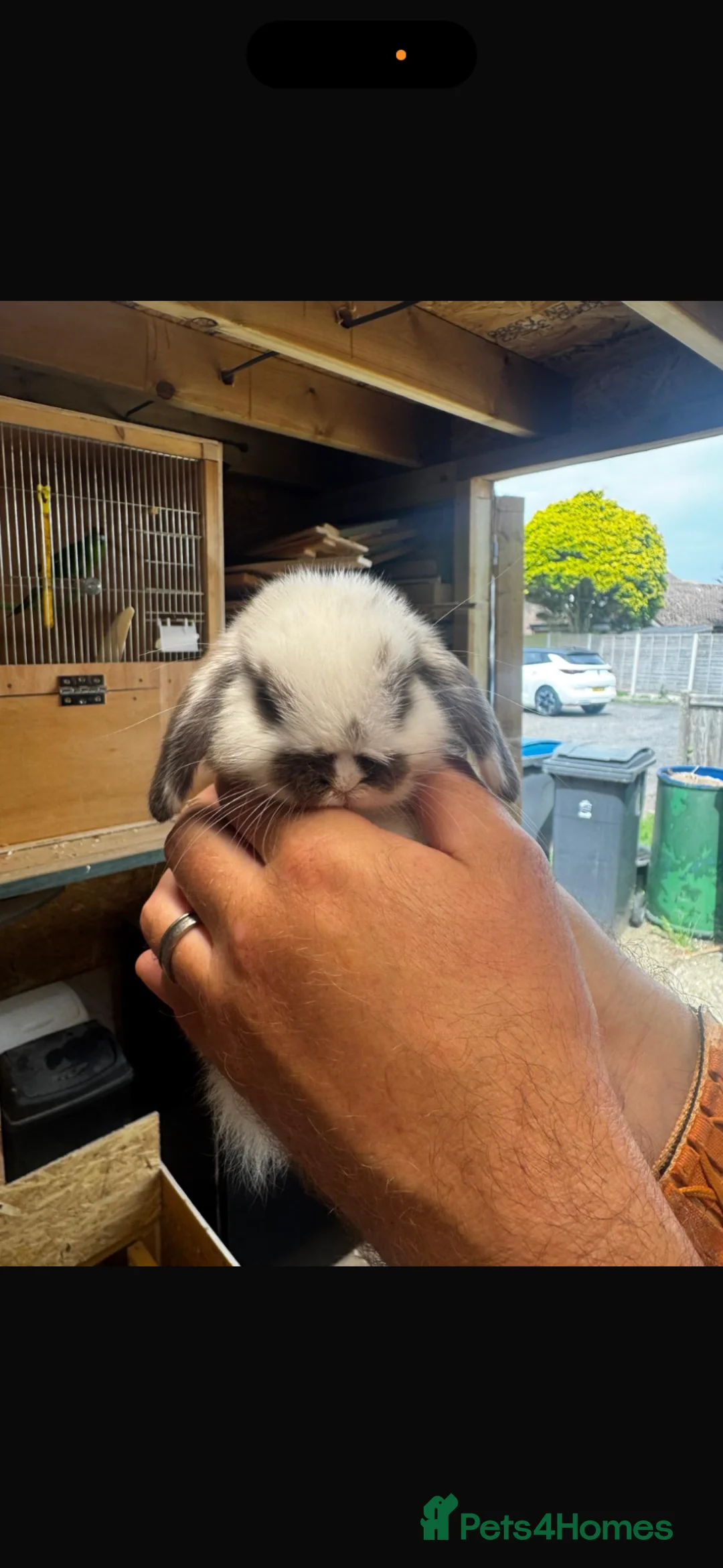 Mini Lop rabbits for sale: Mini Lop in Folkestone - Advert 2