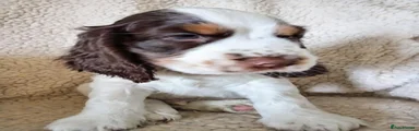 Cocker Spaniel 1