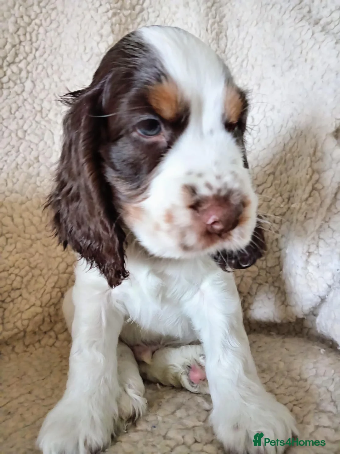 Cocker Spaniel dogs for sale:  Show Cocker Spaniels Puppies - Advert 2
