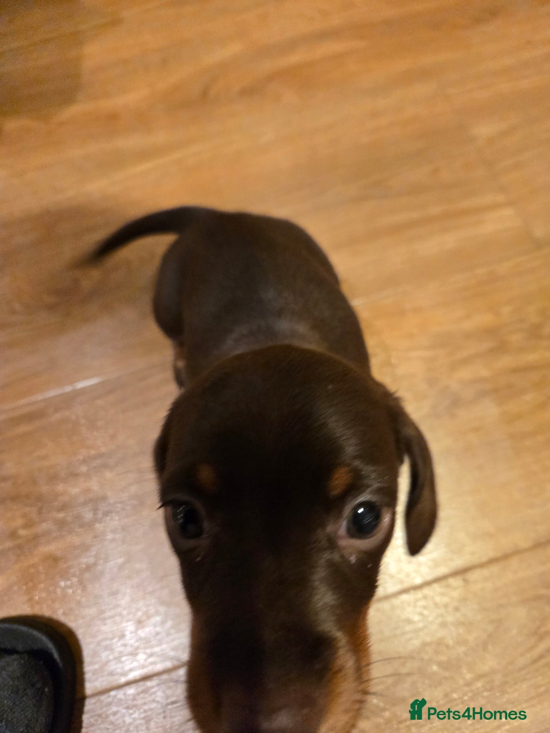 Dachshund dogs for sale: Forever homes required - Advert 2