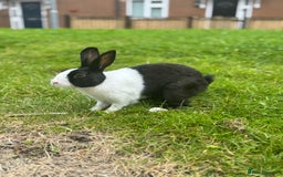 Dutch rabbits for sale: Beautiful Dutch Rabbit  - Image 4