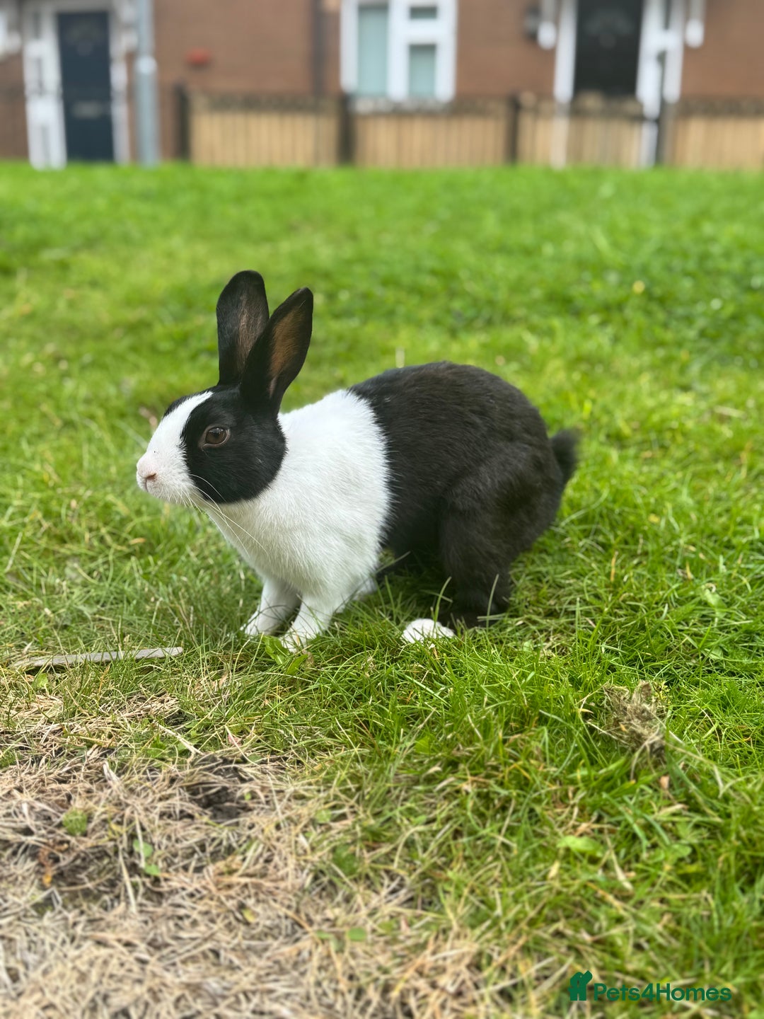 Dutch rabbits for sale: Beautiful Dutch Rabbit  - Image 4