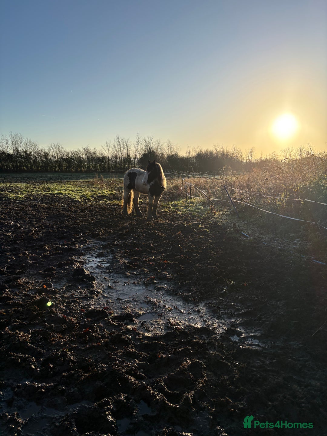 Other Breed horses for sale: 13.1 mare for sale  - Advert 3